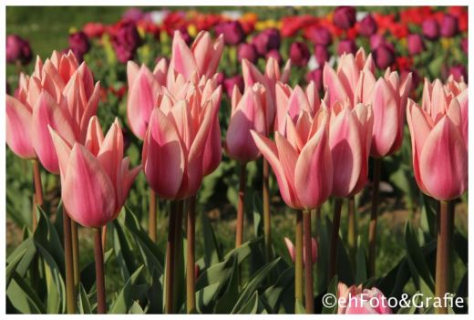 Samen-Fetzer Tulpenfeld