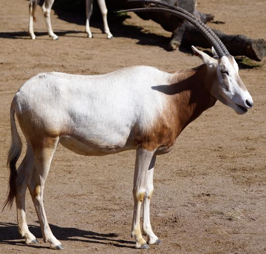 Das scheue Fluchttier behält die Steppe lieber im Auge.