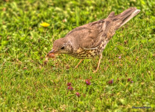 Futtersuche (Foto HDR)